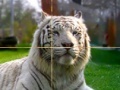 Spiel Zoo Time