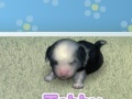 Spiel My Dog