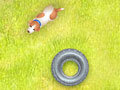 Spiel Pop Top Pups