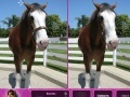 Spiel Horses: Find The Differences 