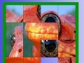 Spiel Orange frog slide puzzle