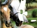 Spiel Horses Puzzle